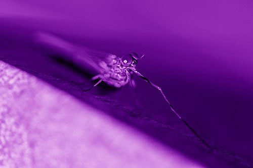 Stretching Mayfly Relaxing Among Shade (Purple Shade)
