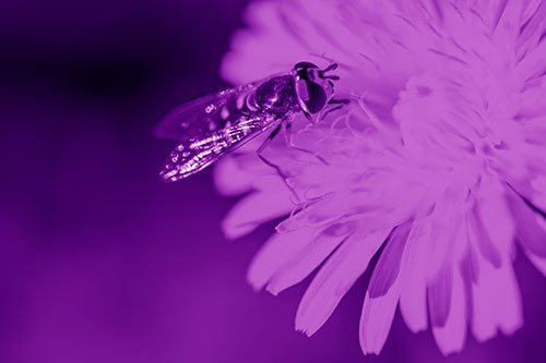 Striped Hoverfly Pollinating Flower (Purple Shade Photo)