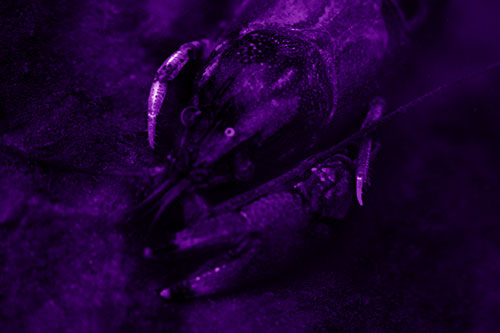 Submerged Crayfish Under Shallow Water (Purple Shade Photo)
