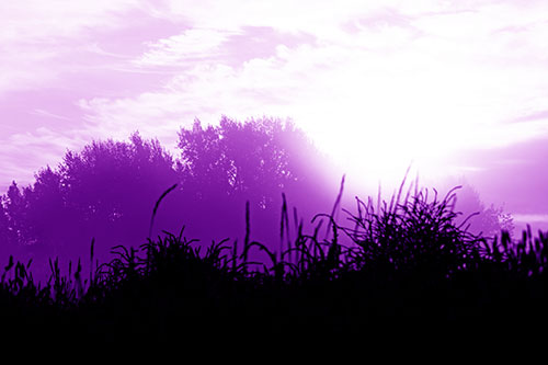 Sun Rises Beyond Fog Filled Treeline (Purple Shade Photo)
