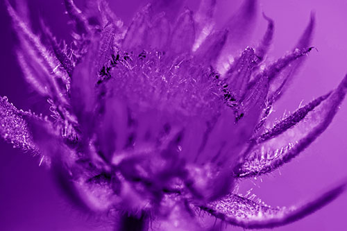 Sunflower Bud Unfurling Towards Sunlight (Purple Shade)