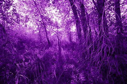 Sunlight Bursts Through Shaded Forest Trees (Purple Shade Photo)