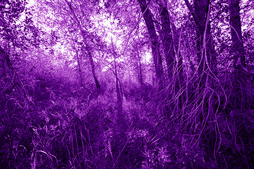 Sunlight Bursts Through Shaded Forest Trees (Purple Shade)