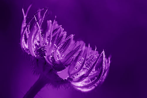Sunlight Enters Spiky Unfurling Sunflower Bud (Purple Shade Photo)