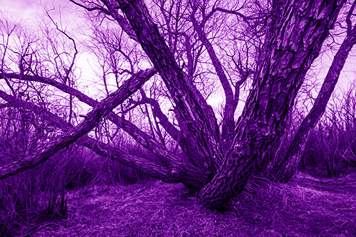 Sunlight Peeking Through Twisting Tree Trunks (Purple Shade)