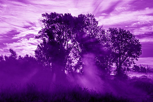 Sunlight Rays Burst Through Fog Surrounded Trees (Purple Shade Photo)