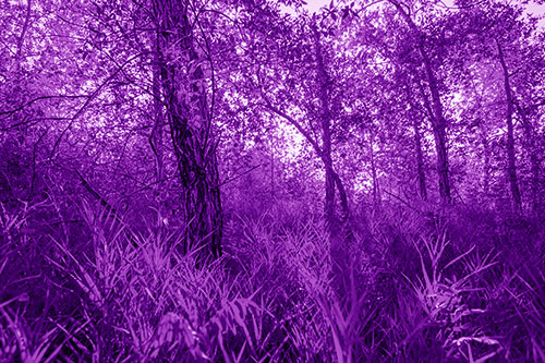 Sunrise Casts Forest Tree Shadows (Purple Shade Photo)