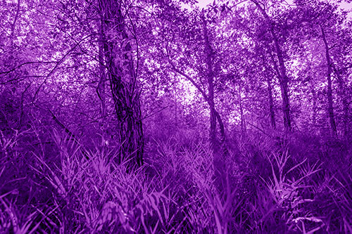 Sunrise Casts Forest Tree Shadows (Purple Shade)