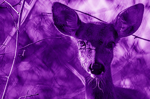 Sunrise Illuminates White Tailed Deer Among Tree Shadows (Purple Shade)