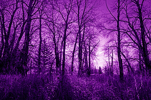 Sunrise Through Snow Covered Trees (Purple Shade Photo)