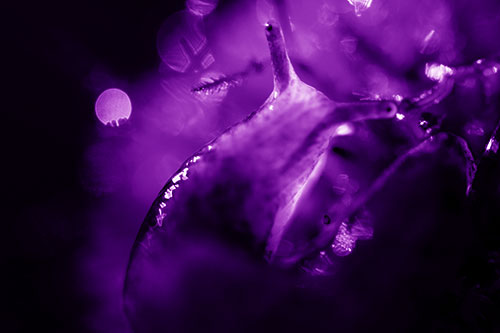 Sunshine Illuminates Translucent Marsh Slug (Purple Shade Photo)
