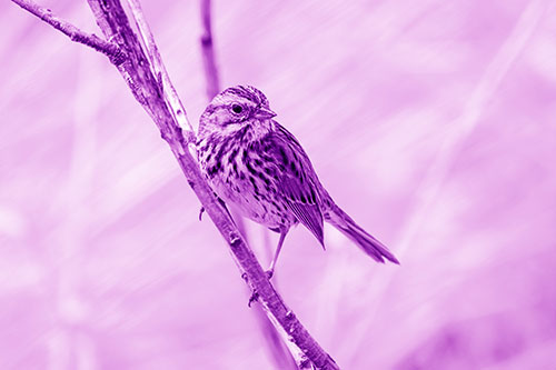 Surfing Song Sparrow Rides Tree Branch (Purple Shade Photo)