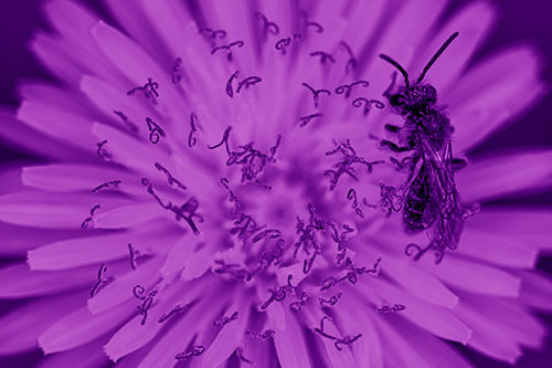 Sweat Bee Collecting Dandelion Pollen (Purple Shade Photo)