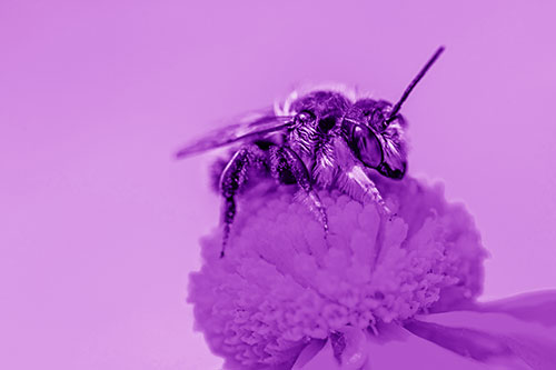 Sweat Bee Collecting Pollen Off Sneezeweed Flower (Purple Shade)