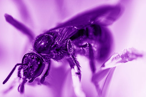 Sweat Bee Enjoying Primrose Flower Pollen (Purple Shade)