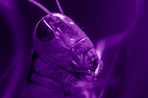 Sweaty Grasshopper Seeking Shade (Purple Shade Photo)