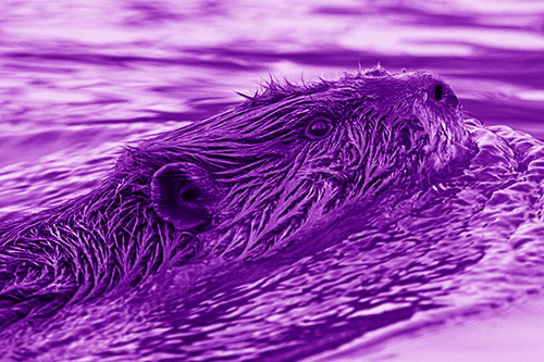 Swimming Beaver Keeping Head Above Water (Purple Shade Photo)