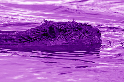 Swimming Beaver Patrols River Surroundings (Purple Shade Photo)