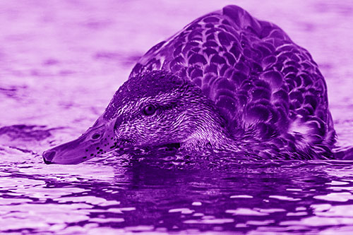 Swimming Female Mallard Duck Hunched Over (Purple Shade)