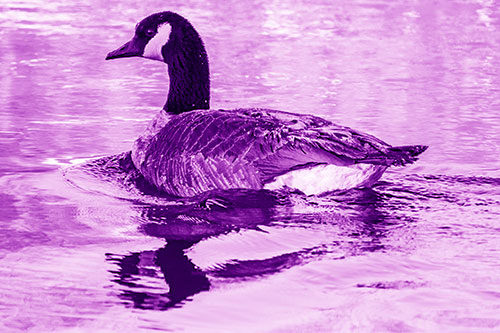 Swimming Goose Ripples Through Water (Purple Shade)