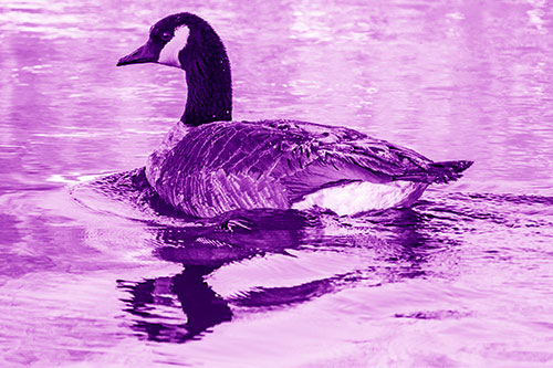 Swimming Goose Ripples Through Water (Purple Shade Photo)