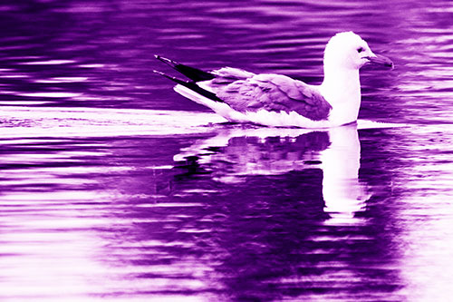 Swimming Seagull Lake Water Reflection (Purple Shade Photo)