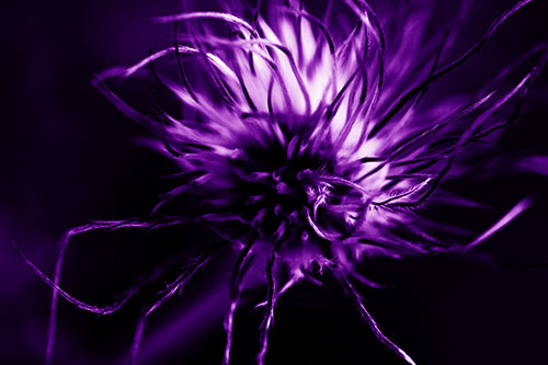 Swirling Pasque Flower Seed Head (Purple Shade Photo)