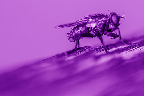 Tachinid Fly Curling Arm Among Sloping Wood (Purple Shade)
