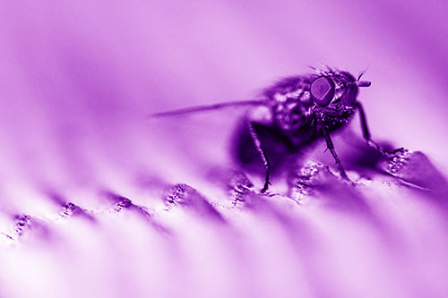 Tachinid Fly Poses Among Grooved Wood (Purple Shade)