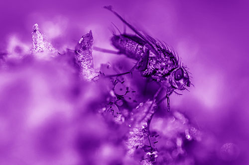 Tachinid Fly Terrorizing Aphids Among Milkweed Pod (Purple Shade)