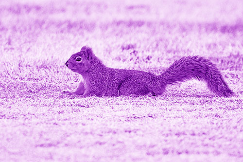 Tail Wagging Squirrel Sitting Among Dead Grass (Purple Shade)