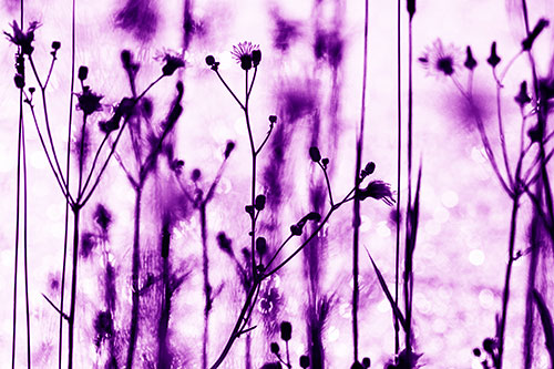 Tall Towering Stemmed Dandelion Flowers (Purple Shade Photo)