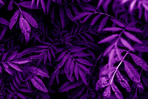Tattered Fern Plants Emerge From Darkness (Purple Shade Photo)