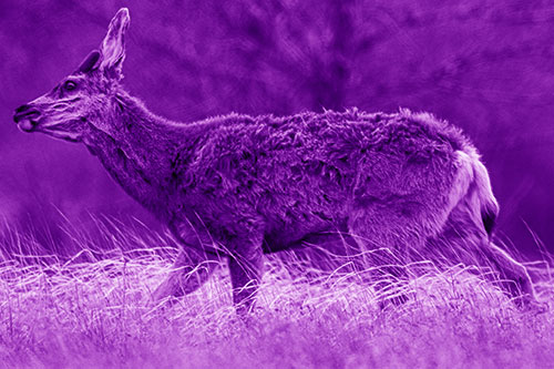 Tense Faced Mule Deer Wanders Among Blowing Grass (Purple Shade Photo)