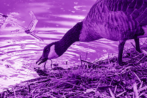 Thirsty Canadian Goose Drinking Water Along Shore (Purple Shade)