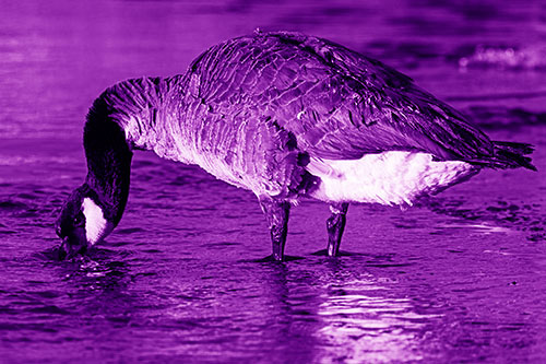 Thirsty Goose Drinking Ice River Water (Purple Shade Photo)
