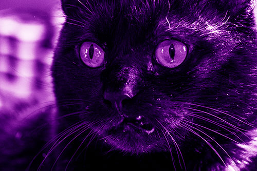 Thirsty Wide Eyed Black Cat (Purple Shade)