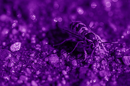 Thirsty Yellowjacket Wasp Among Soaked Sparkling Rocks (Purple Shade Photo)