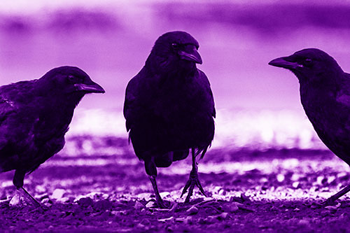 Three Crows Plotting Their Next Move (Purple Shade Photo)