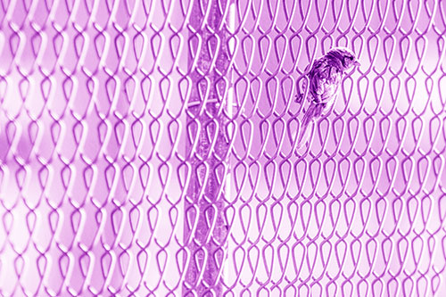 Tiny Cassins Finch Bird Clasping Chain Link Fence (Purple Shade Photo)
