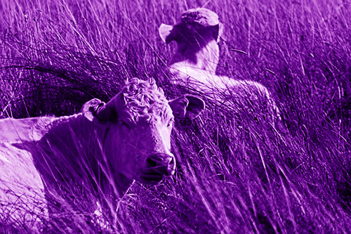 Tired Cows Lying Down Among Grass (Purple Shade Photo)