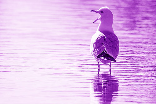 Tired Seagull Yawning Among Shallow Water (Purple Shade)