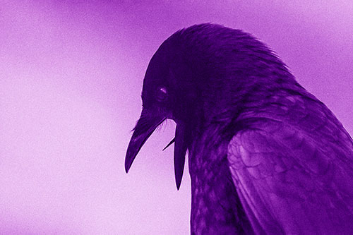 Tongue Curling Crow Cawing Downward (Purple Shade)