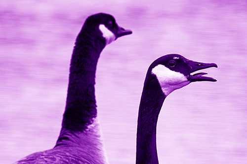 Tongue Screaming Canadian Goose Honking Towards Intruders (Purple Shade Photo)