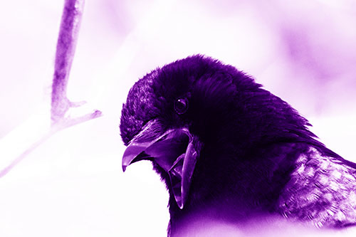 Tongue Screaming Crow Among Light (Purple Shade Photo)