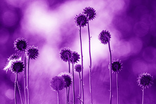 Towering Nodding Thistle Flowers From Behind (Purple Shade Photo)