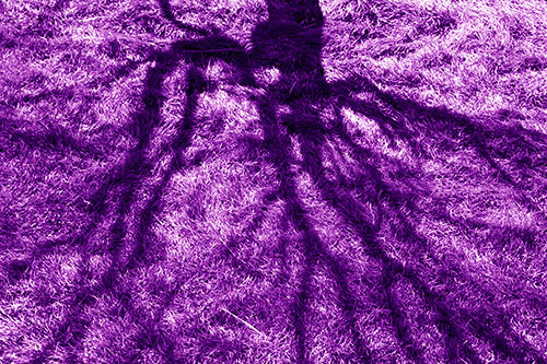 Tree Branch Shadows Creepy Crawling Over Dead Grass (Purple Shade Photo)