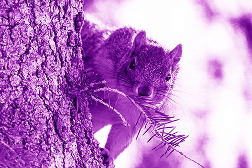 Tree Peekaboo With A Squirrel (Purple Shade Photo)