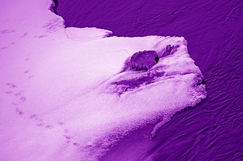 Tree Stump Eyed Snow Face Creature Along River Shoreline (Purple Shade Photo)