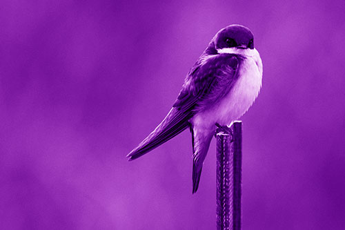 Tree Swallow Keeping Watch (Purple Shade)